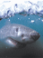Weißer Hai