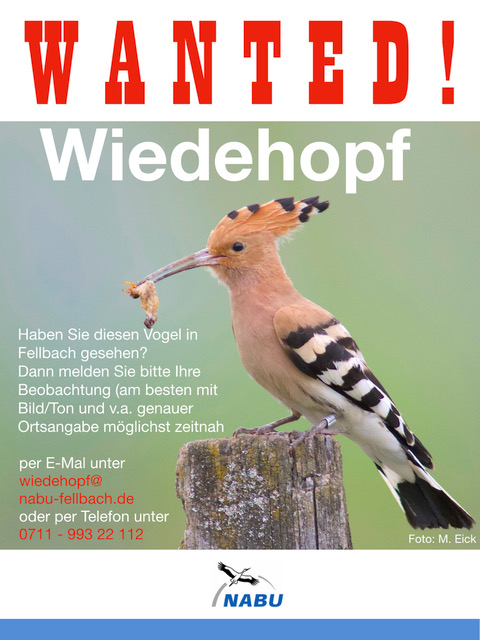 Wiedehopf-Wanted Plakat 3